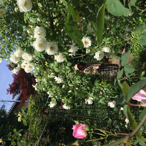 裏庭のバラ